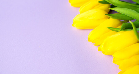 Spring banner with flat lay yellow tulips on pastel purple background, Easter,women's day.mother's day.Copyspace banner