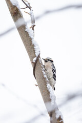 Downy woodpecker climbing up branch with snow during winter