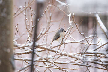 Tufted Titmouse bird perched on snowy tree branch in winter