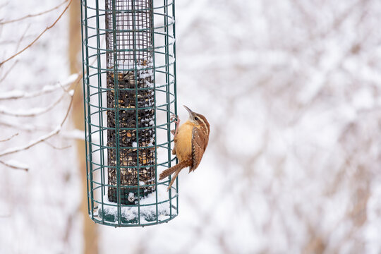 Carolina Wren on bird feeder near snow covered branches in winter