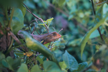 Tree Dragon Lizard in the forest found in Bangladesh, lizard photography