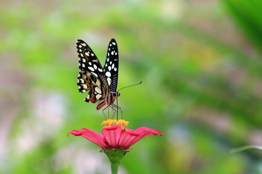 In this photo there is only a butterfly and a flower