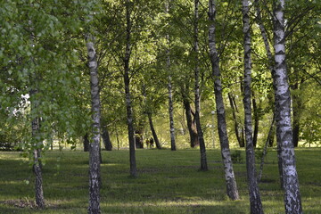 trees in the park