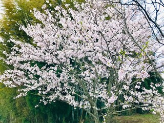 blooming tree