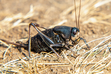 Mormon Cricket on an unnamed trail, Yellowstone National Park, Wyoming