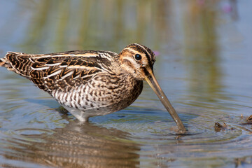 Bécassine des marais