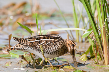 Bécassine des marais
