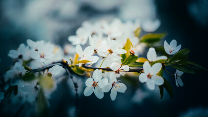 Beautiful fragrant delicate cherry flowers with white petals bloomed on a spring day on thin...