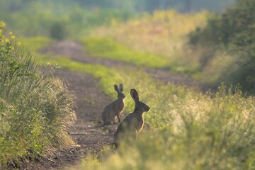 rabbit in the grass