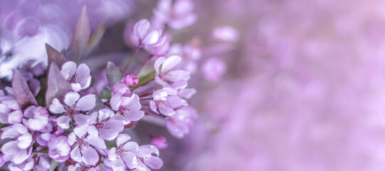 Beautiful branch of flowering tree in spring , violet background macro.blurry background
