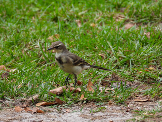 A cape wagtail isolated in the wild