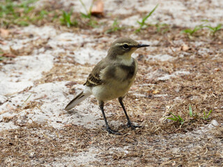 A cape wagtail isolated in the wild