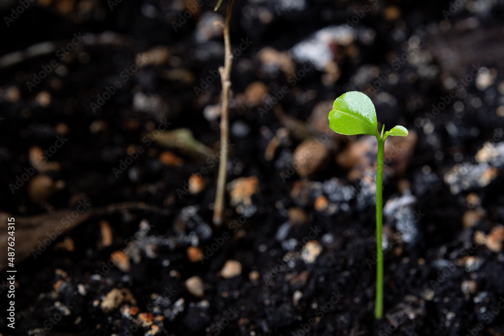 Wall mural a small, green sprout of a tangerine tree. a tangerine sprout, has only the first two leaves, very s