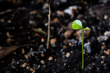 A small, green sprout of a tangerine tree. A tangerine sprout, has only the first two leaves, very small.