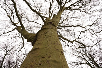 The crown and trunk of a huge plane tree (platanus) in winter