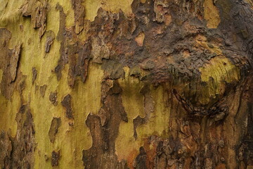 The shiny bark of a plane tree (platanus)