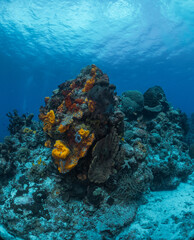 Fototapeta premium coral reef macro ,texture, abstract marine ecosystem background on a coral reef