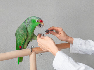 Veterinary sharpens the claws of the big green parrot. Manicure for a big parrot. Professional...