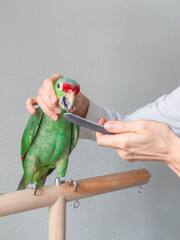 A veterinarian sharpens the beak of a large green parrot. Manicure for a big parrot. Professional...