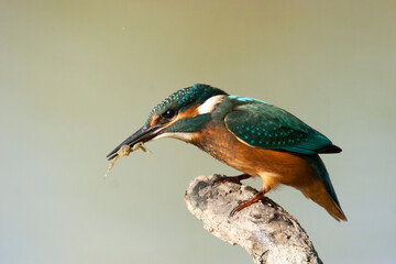 Martin pêcheur d'Europe