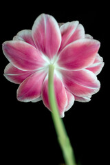 pink flower isolated on black