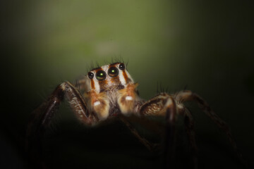 Beautiful spider macro