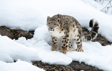 A Beautiful Snow Leopard along a Rocky Cliff - obrazy, fototapety, plakaty