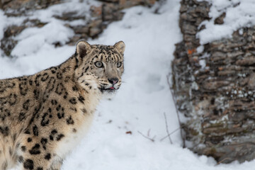 A Beautiful Snow Leopard along a Rocky Cliff