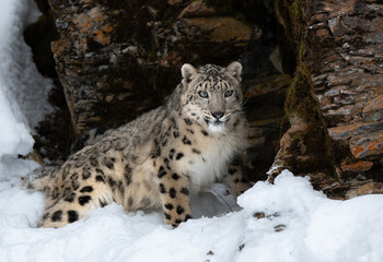 A Beautiful Snow Leopard along a Rocky Cliff