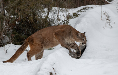 Mountain Lion Roaming through the Snowy Forest