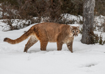 Mountain Lion Roaming through the Snowy Forest