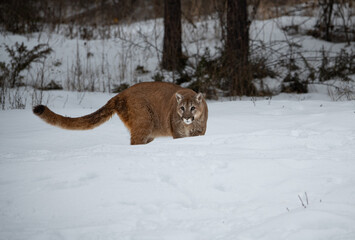 Mountain Lion Roaming through the Snowy Forest