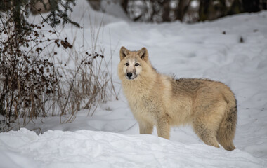 A Beautiful Arctic Wolf in the Forest