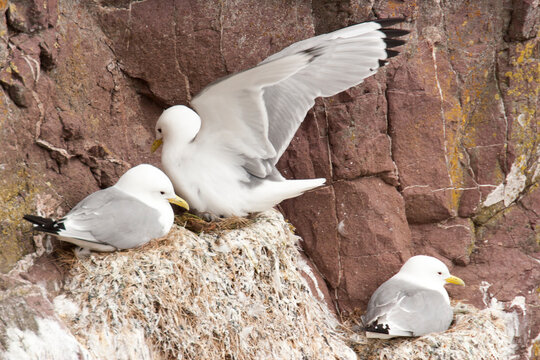 Mouettes Tridactyles