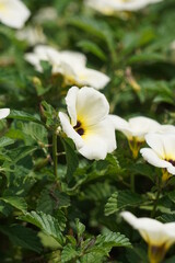 The beautiful primrose flower in the nature