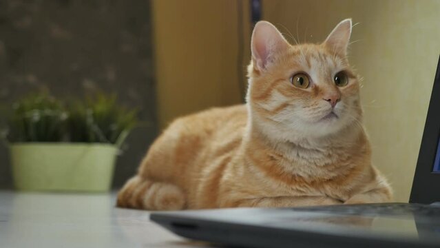 a funny ginger cat with a white muzzle lies on the table next to the laptop and looks around, turns its head and watches the family members.