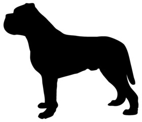 Black and white vector silhouette of a pedigreed dog in a rack. Isolated on white background.
