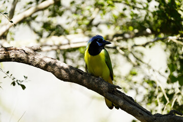 Obraz premium Green Jay posing in Texas