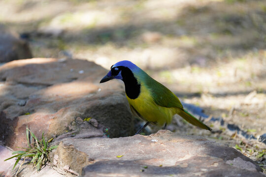 Green Jay getting a drink