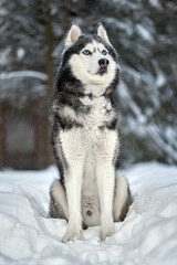 Siberian Husky dog, cute wolf in winter snowy forest.