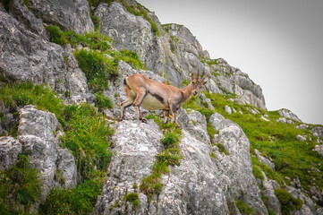 mountain goat on a steep slope in the Italian Alps
