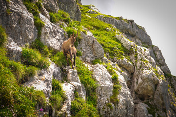 mountain goat on a steep slope in the Italian Alps