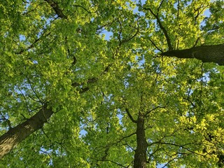 View up into the crowns of tall oaks on a clear sunny day