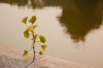 Small Ginkgo tree in autumn on the concrete wall of The Forbidden city, Beijing, China