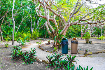 Tropical jungle plants trees walking trails Muyil Mayan ruins Mexico.