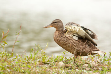 Canard colvert