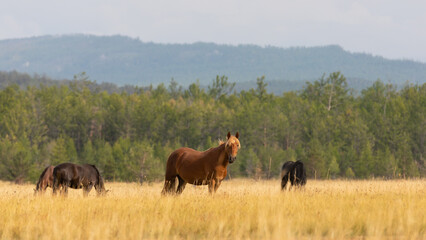 Drei wild lebende Pferde streifen über gelbe Graslandschaften der Insel Olchon und im Hintergrund...