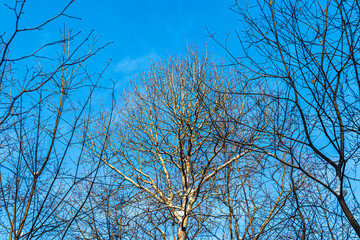 Fototapeta na wymiar Branching tree crowns against a blue winter sky