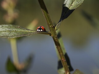 coccinelle