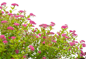 Pink flower bush isolated on white background